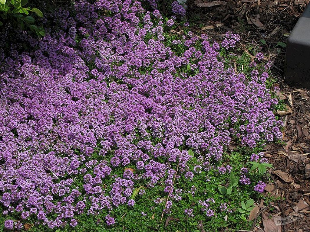 Тимьян ползучий Перпл Карпет (Purple Carpet) (Purple Carpet) - описание  сорта, фото, саженцы, посадка, особенности ухода. Дачная энциклопедия.