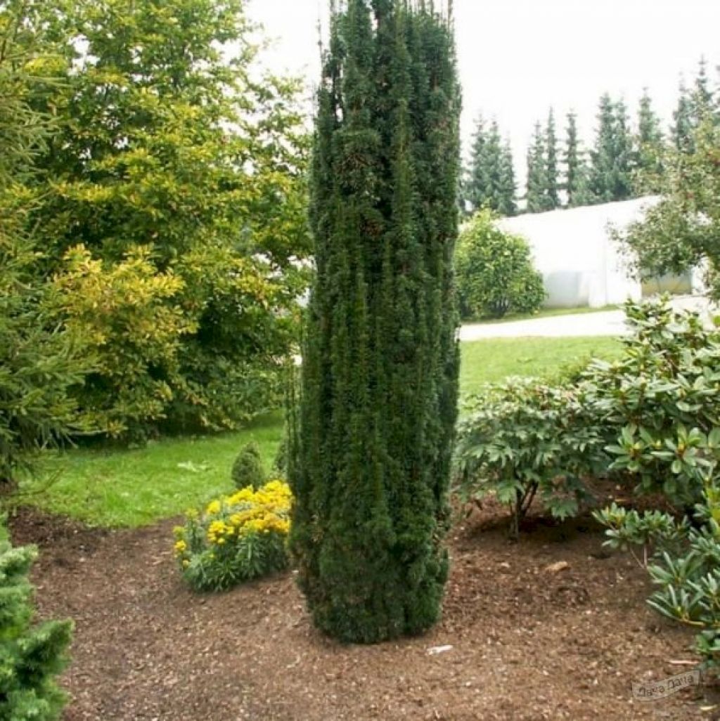 Тисс ягодный Фастигиата Робуста (Taxus baccata Fastigiata Robusta) -  описание сорта, фото, саженцы, посадка, особенности ухода. Дачная  энциклопедия.