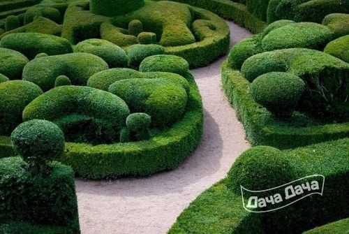 topiari-beskarkasnyj