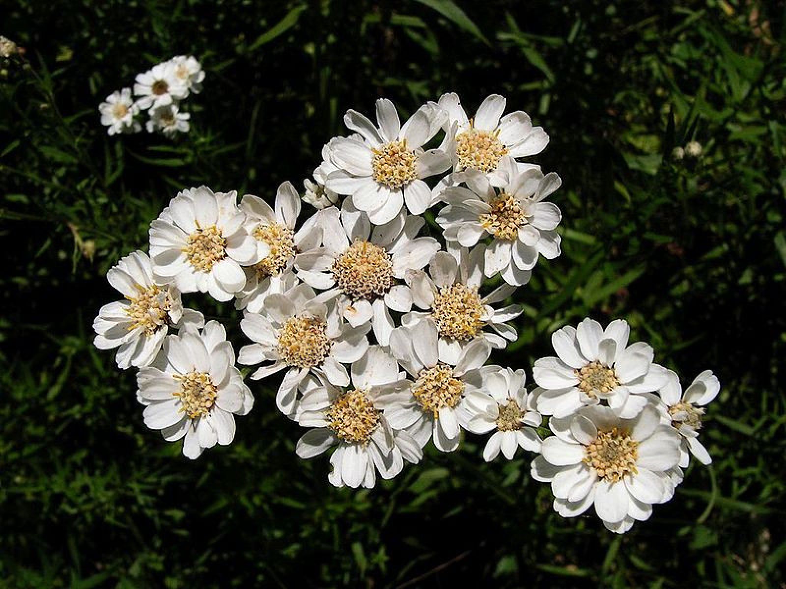 Тысячелистник птармика (Achillea ptarmica)