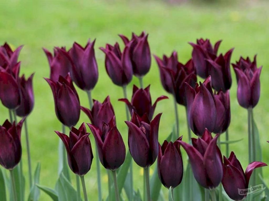 Тюльпан лилиецветный Бургунди (Tulipa Burgundy) - описание сорта, фото,саженцы, посадка, особенности ухода. Дачная энциклопедия.