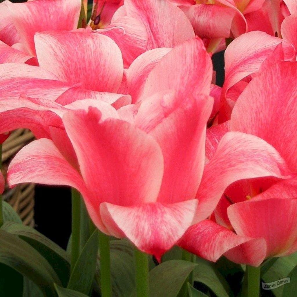 Тюльпан Грейга Кзаар Петер (Tulipa greigii Tulipa greigii) - описание сорта,фото, саженцы, посадка, особенности ухода. Дачная энциклопедия.