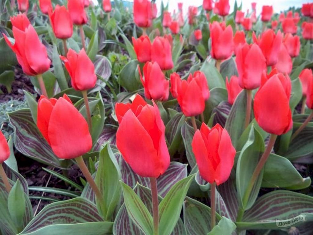 Тюльпан Грейга Ориентал Бьюти (Tulipa greigii Oriental Beauty) - описаниесорта, фото, саженцы, посадка, особенности ухода. Дачная энциклопедия.