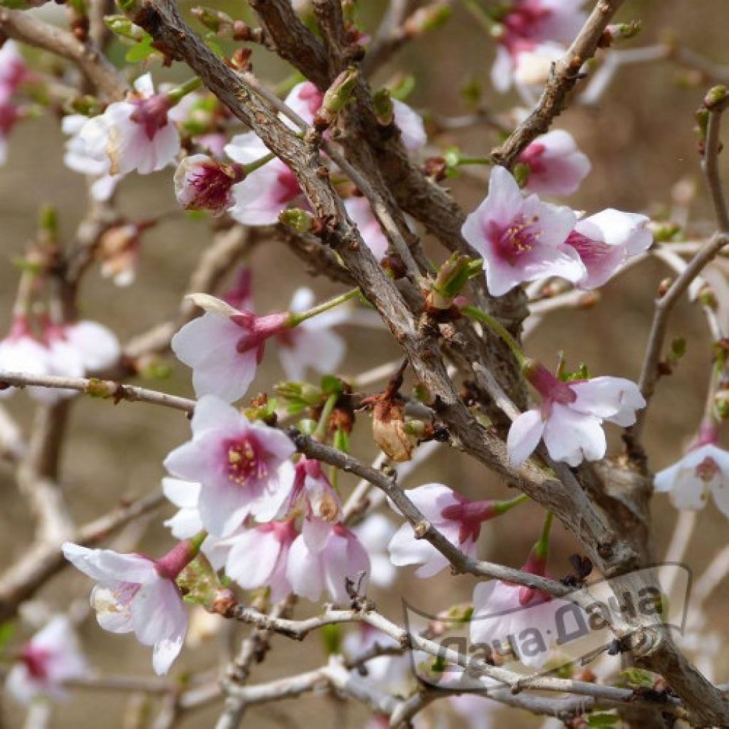 Вишня японская Коу-но-маи (Prunus incisa Kojou no mai) - описание сорта,  фото, саженцы, посадка, особенности ухода. Дачная энциклопедия.