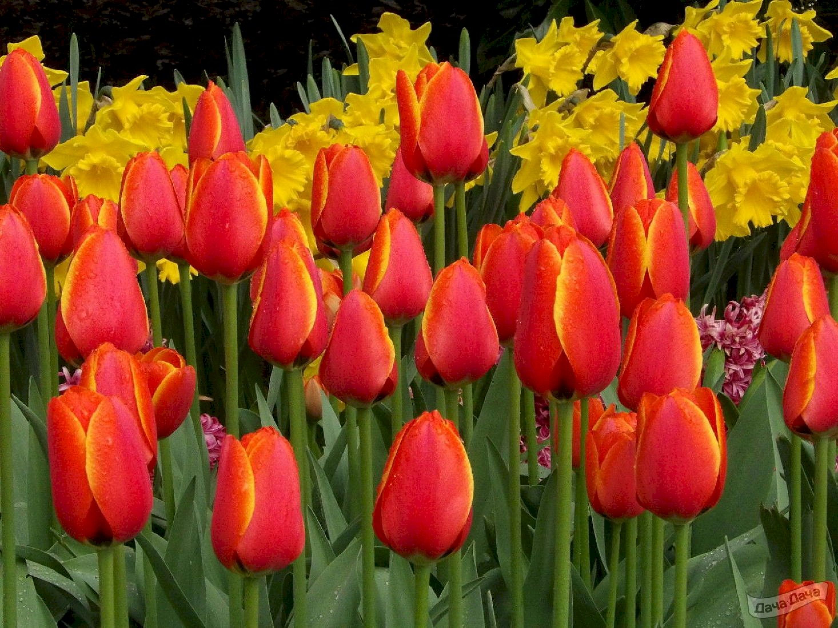 Тюльпан Ворлд Фаворит (дарвиновы гибриды) (Tulip World Favorite .