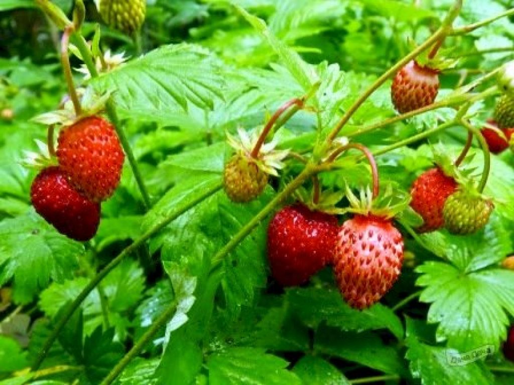 Земляника лесная (Fragaria vesca L.) - описание сорта, фото, саженцы,  посадка, особенности ухода. Дачная энциклопедия.