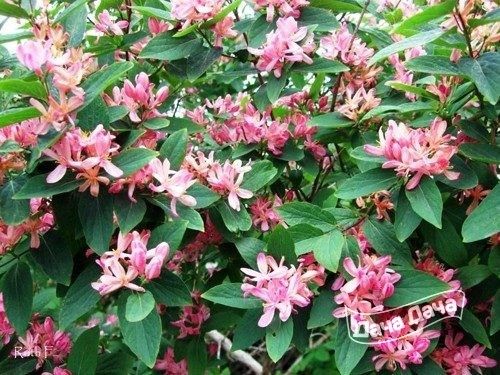 zhimolost-tatarskaya