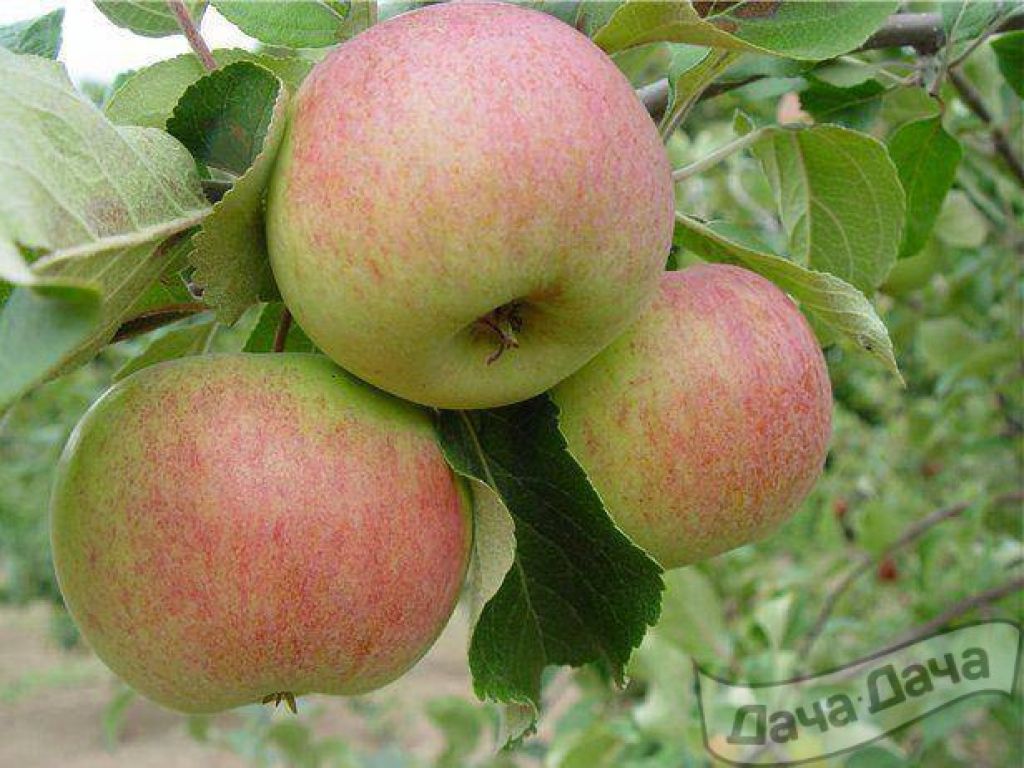 Первые яблоки сорт. Яблоня Альва. Яблоня Мельба. Штрехель яблоня.