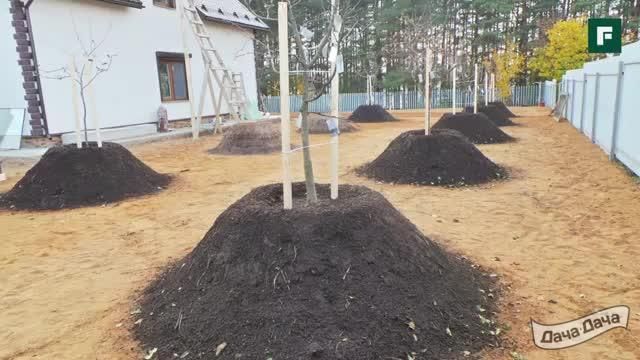 Как Сажать Яблоню Если Близко Грунтовые Воды