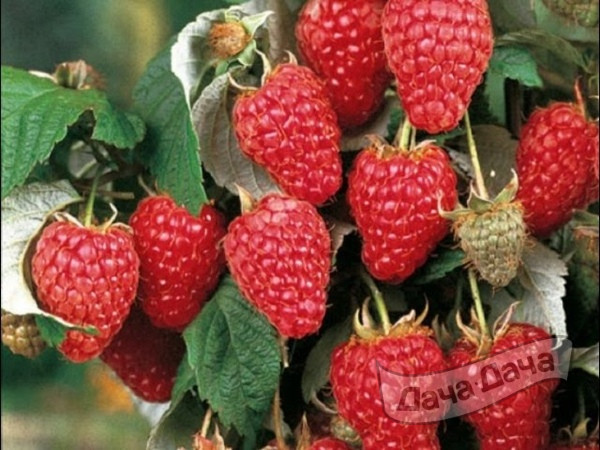 Штамбовая малина: как вырастить правильно